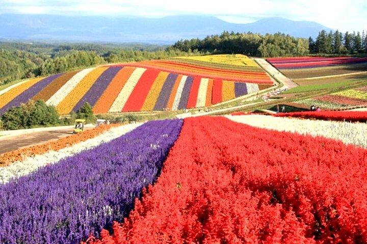 Hokkaido: Biei Blue Pond and Furano Flower Farm Day Trip