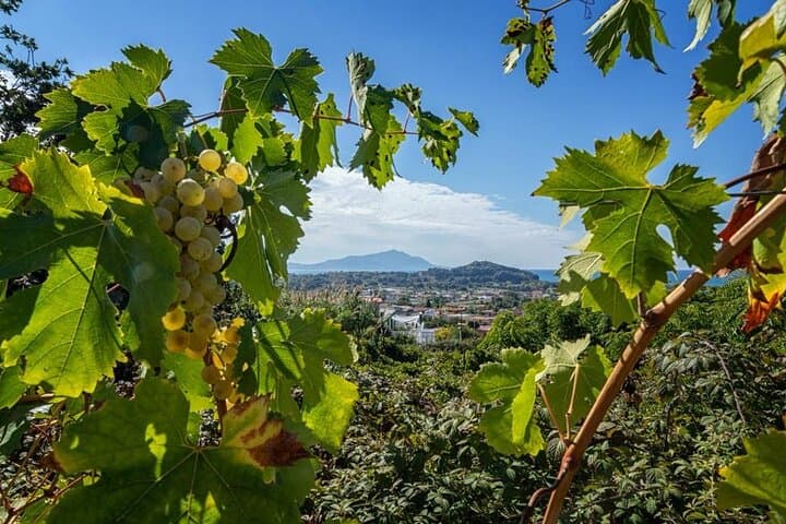 Wine Tasting in Campi Flegrei from Naples