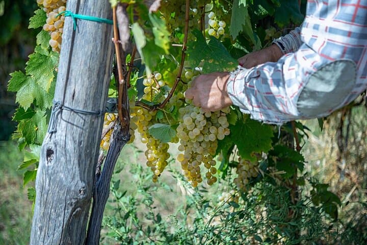 Wine Tasting in Campi Flegrei from Naples