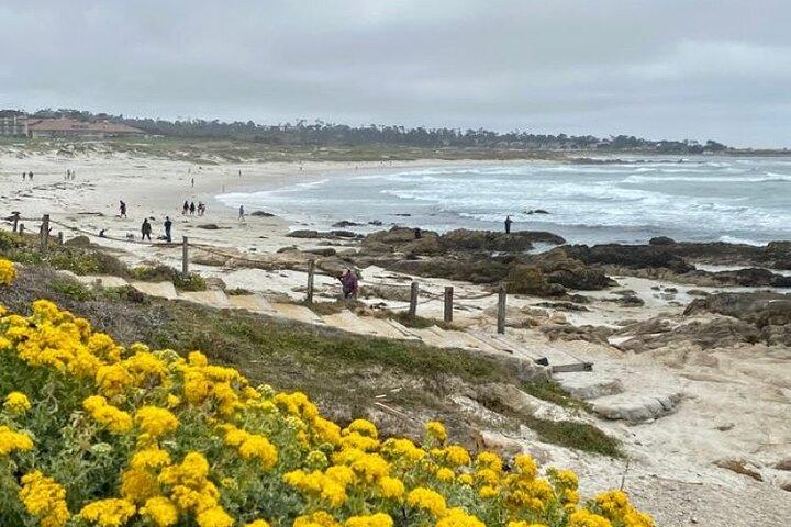 Monterey 17-Mile Drive Electric Bike Guided Tour