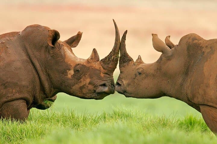 Ol Pejeta Conservancy and Chimpanzee Sanctuary Day Tour
