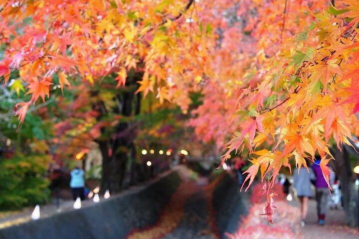 Mt. Fuji Tour: 5th Station Arakurayama Sengen Park & Matcha Tokyo
