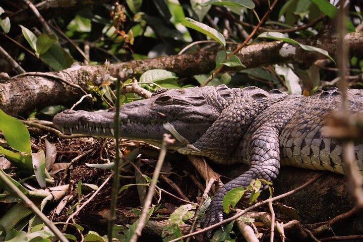 3-hour experience through the Tortuguero canals