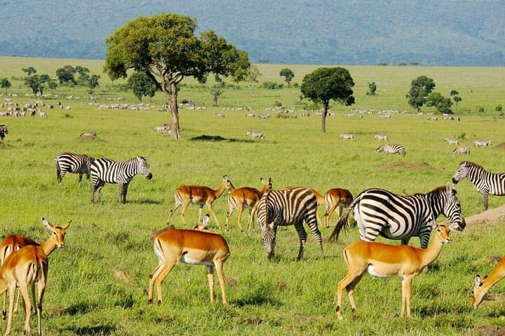 4 day Masai Mara and Lake Nakuru Group Budget Safari