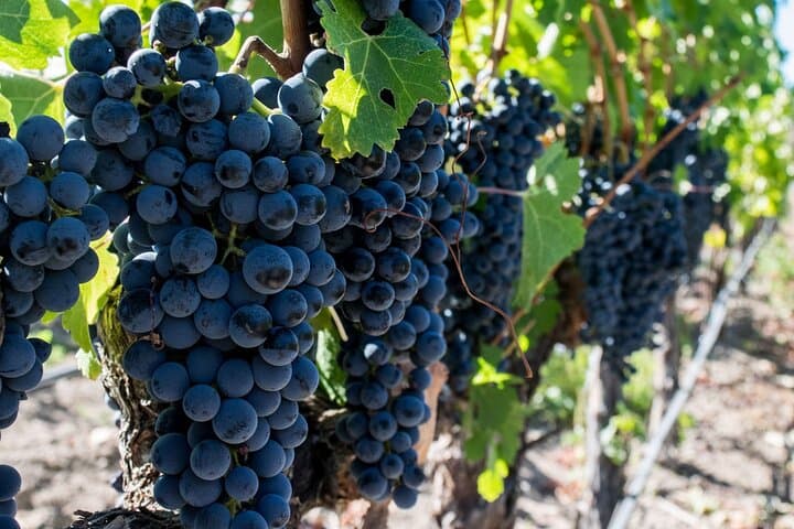 Cape Town: Franschhoek Wine Tram & Stollenbosch Full Day Tour