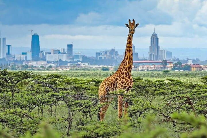 Day Trip to Nairobi National Park