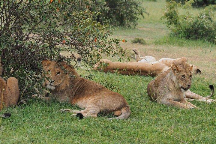 9 Day Kenya Safari Visit Top National Parks