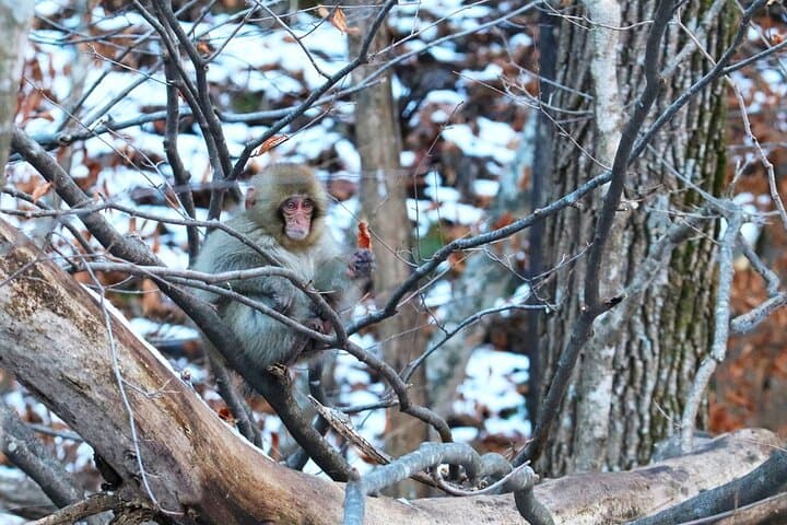 From Tokyo: Nagano Snow Monkey Park Private Tour
