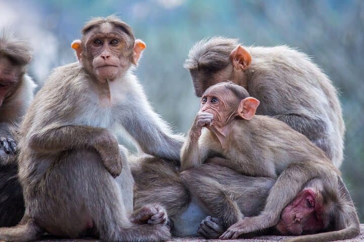From Tokyo: Nagano Snow Monkey Park Private Tour