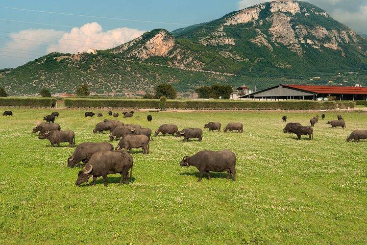 Private Tour: Paestum, Mozzarella Bufala guided tour and lunch