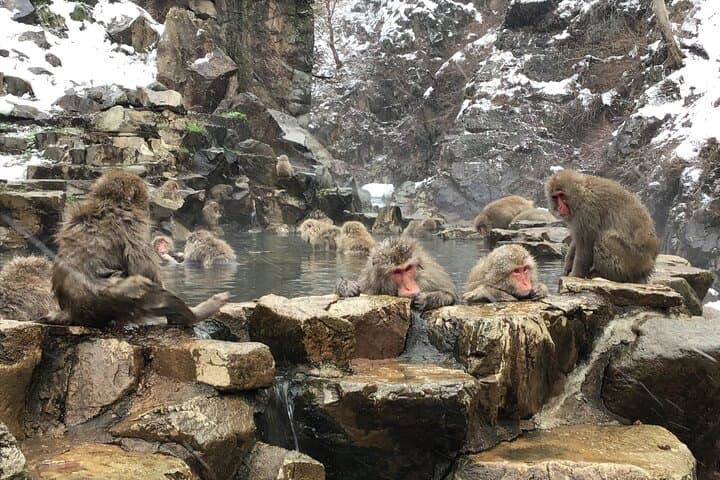 Full Day Nagano Tour Jigokudani Park And Zenkuji Temple