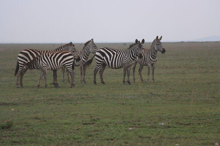 3 days and 2 nights Safari to Serengeti National Park