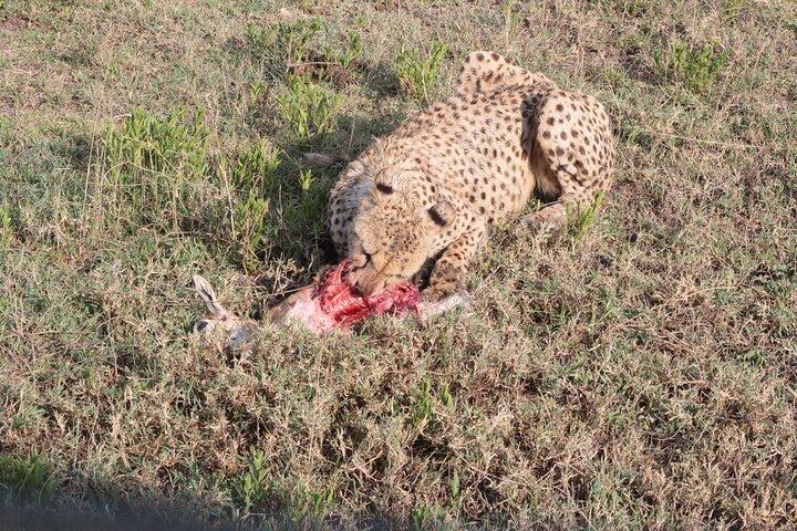 3 days and 2 nights Safari to Serengeti National Park