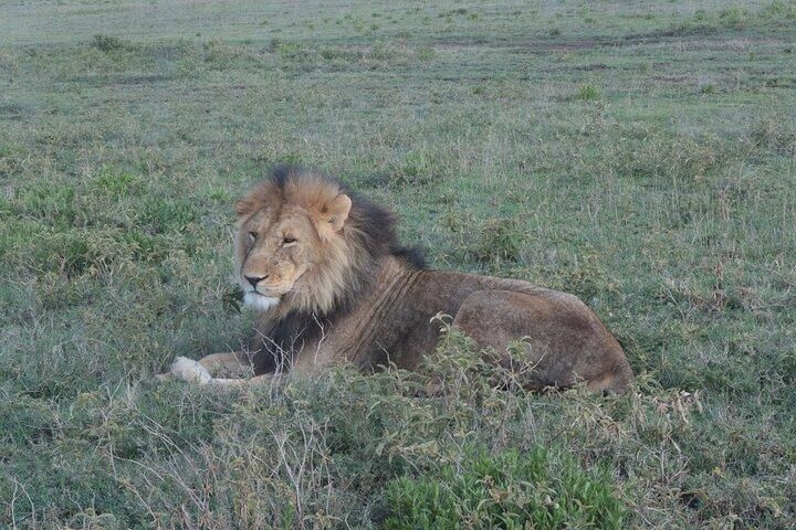 3 days and 2 nights Safari to Serengeti National Park