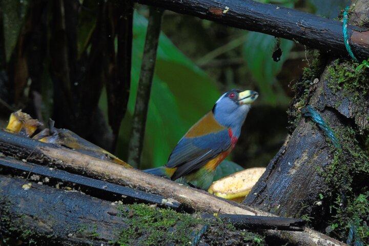 Mindo Cloud Forest Day Trip from Quito – Birdwatching & Adventure