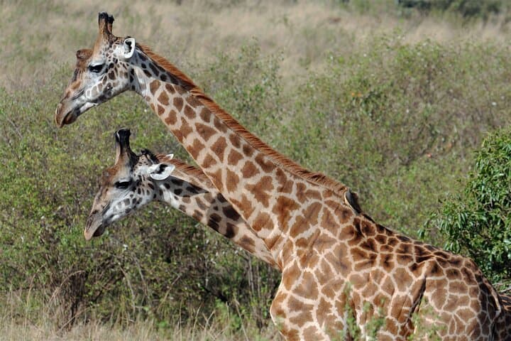 Half Day in Nairobi National Park and Elephant Orphanage