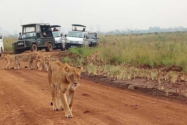 Day Trip to Nairobi National Park