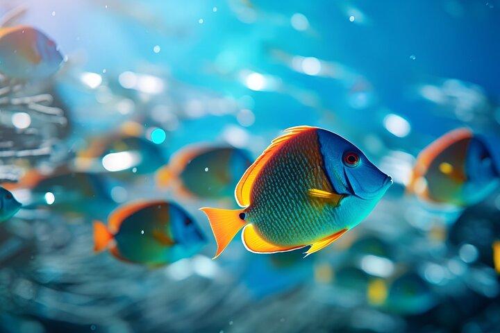 Ras Mohammed & White Island: Snorkel, Optional Dive & Lunch