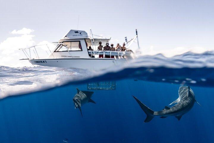 Oahu: North Shore Shark Cage Diving