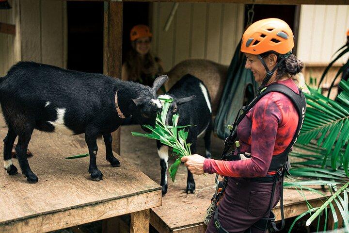 Maui Zipline Eco Adventure: 8 Lines through the Jungle