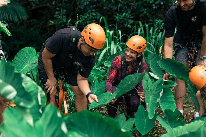 Maui Zipline Eco Adventure: 8 Lines through the Jungle