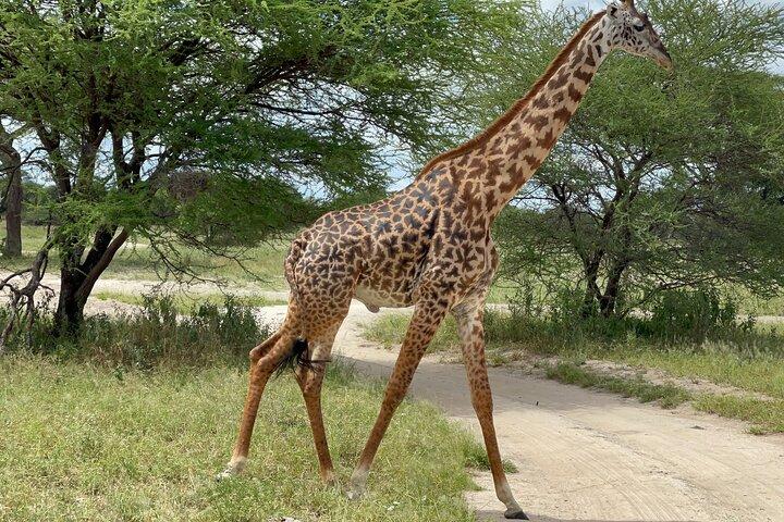 Day Tour to Tarangire National Park from Arusha