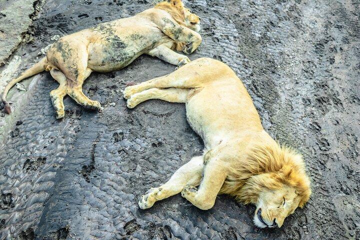 Day Tour to Tarangire National Park from Arusha
