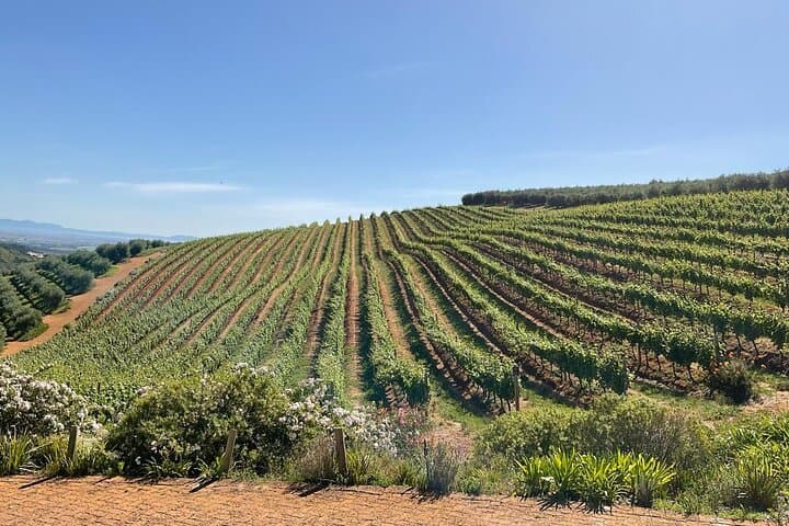 Half Day Cape Winelands Experience in Stellenbosch Private Tour