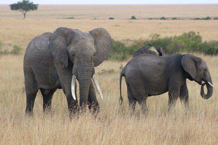6 Days Tour of Amboseli Tsavo West and Tsavo East National Parks