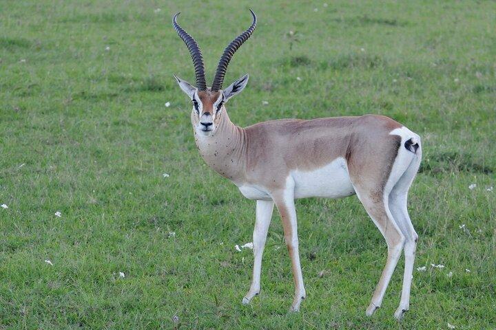 6 Days Tour of Amboseli Tsavo West and Tsavo East National Parks