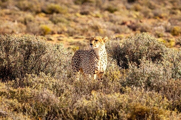 Aquila Big 5 Safari and Wine Tasting Day Tour – From Cape Town