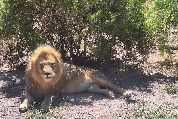 Cape Town Aquila Private Game Reserve Big Five Safari Adventure