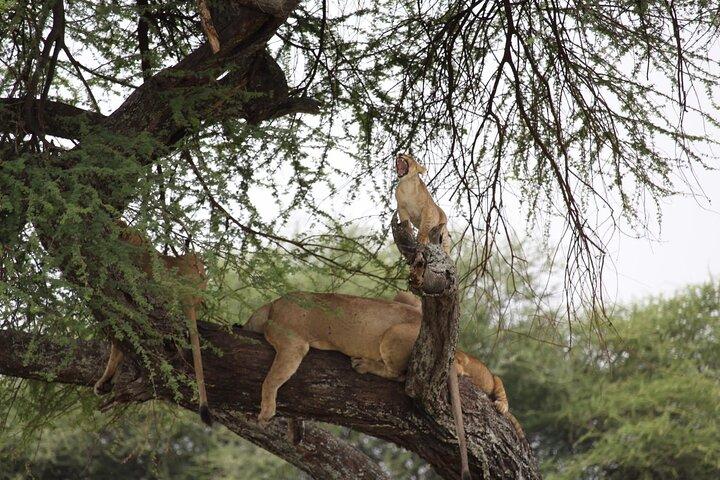2-Day Mid-Range Safari to Tarangire & Ngorongoro Crater