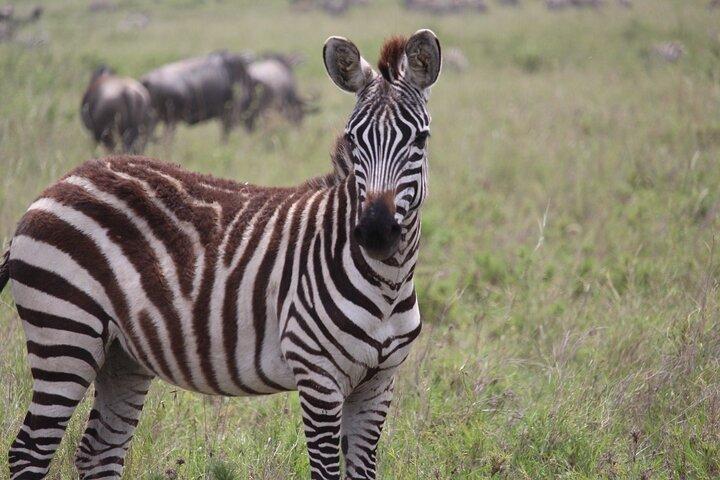 2-Day Mid-Range Safari to Tarangire & Ngorongoro Crater