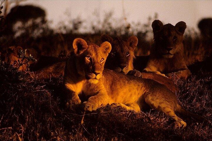 5-day Night safari adventure across iconic Lake Manyara, Crater