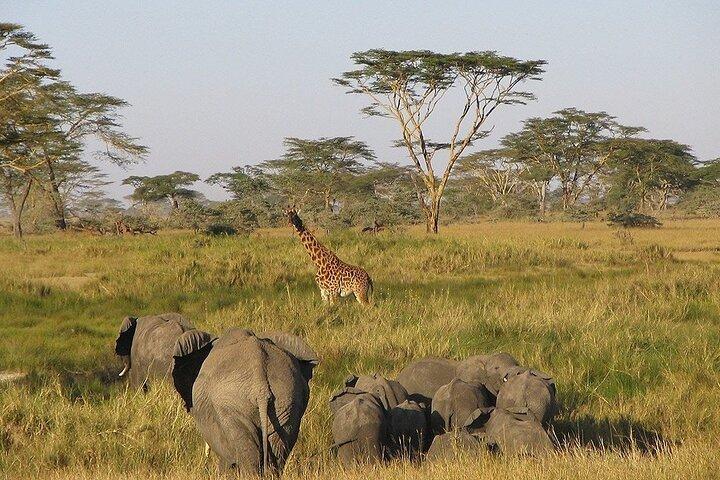 5-day Night safari adventure across iconic Lake Manyara, Crater