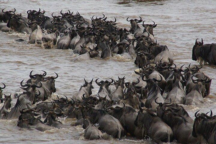 6 days Luxury Wildlife Tanzania Safari