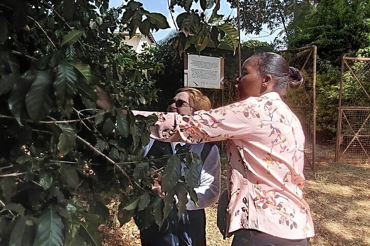 Kiambethu Tea Farm Tour (Thursdays to Sunday)