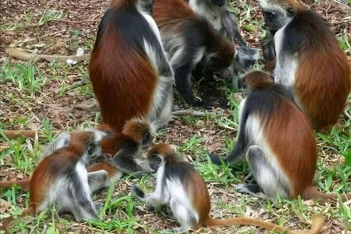 Jozani Forest and Spice Farm