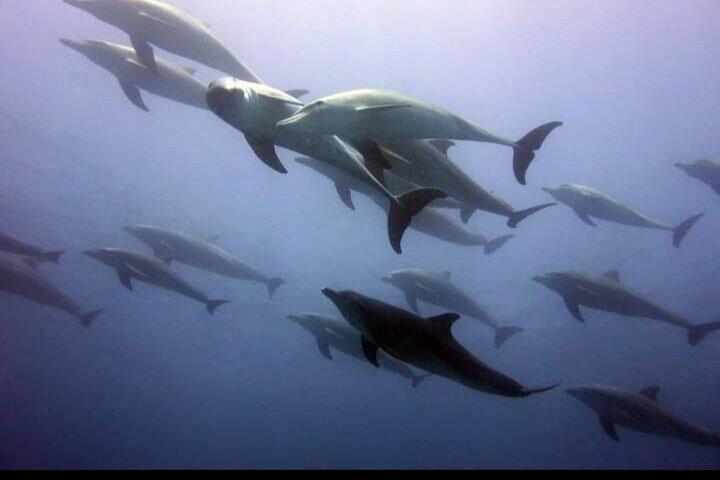 Dolphin Tour Jozan Forest, Kuza Cave, Paje Becach &The Restaurent