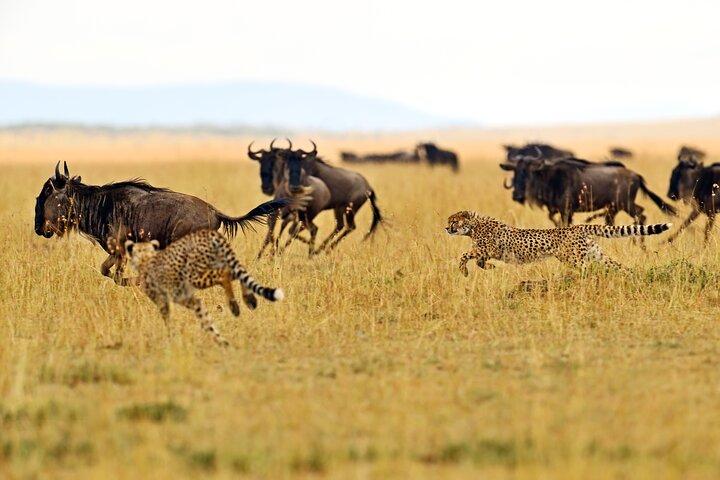 Tarangire National Park Full-Day Safari Experience (Fly in)