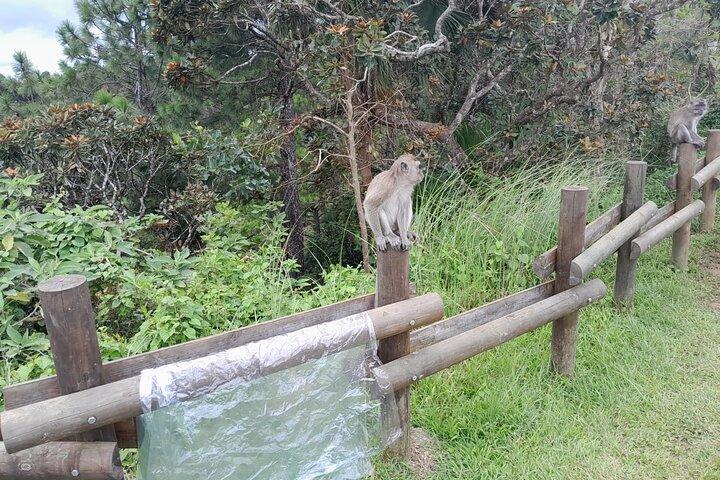 Private Tour in South of Mauritius