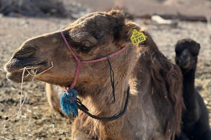 Private Camel Ride in Agafay Desert with Dinner Included