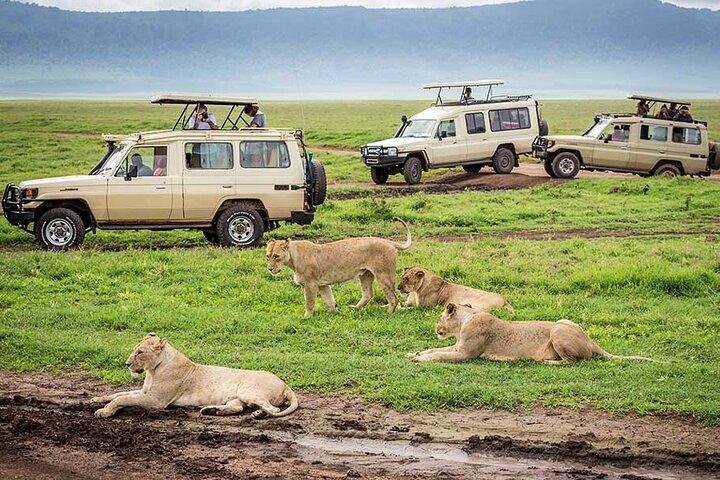 6 days Luxury Wildlife Tanzania Safari