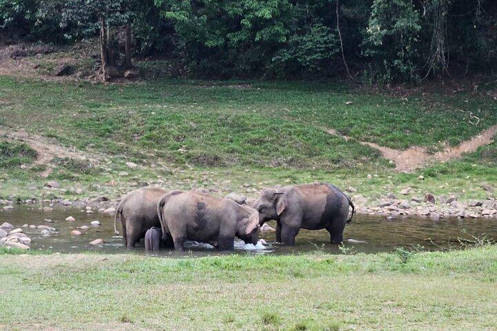 Anakkulam Wild Elephant Visiting(Jeep tour)