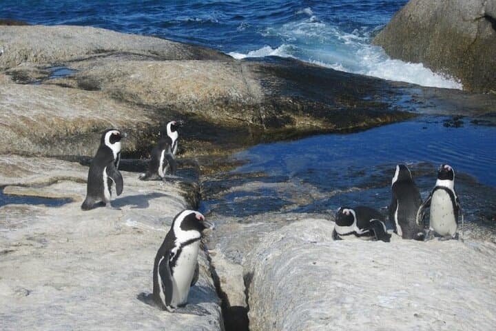 Cape Point & Penguins full day tour