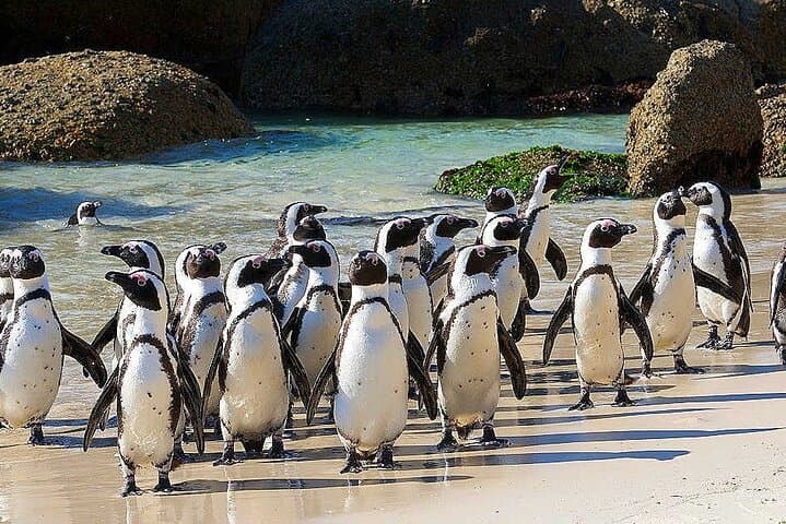 Cape Point & Penguins full day tour