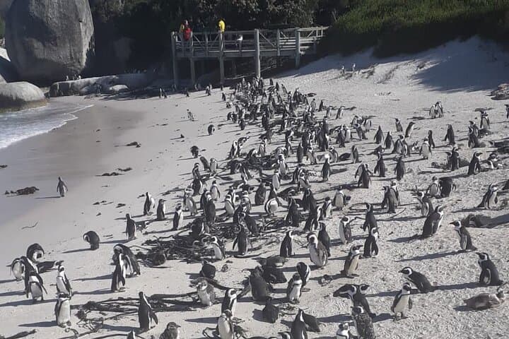Cape Peninsula Tour Cape Town City