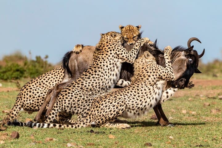 3 Days Masai Mara Wildlife Luxury Jeep Safari