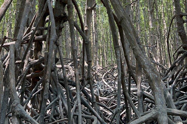 Can Gio Monkey Island and Mangrove Biosphere Full-Day Tour